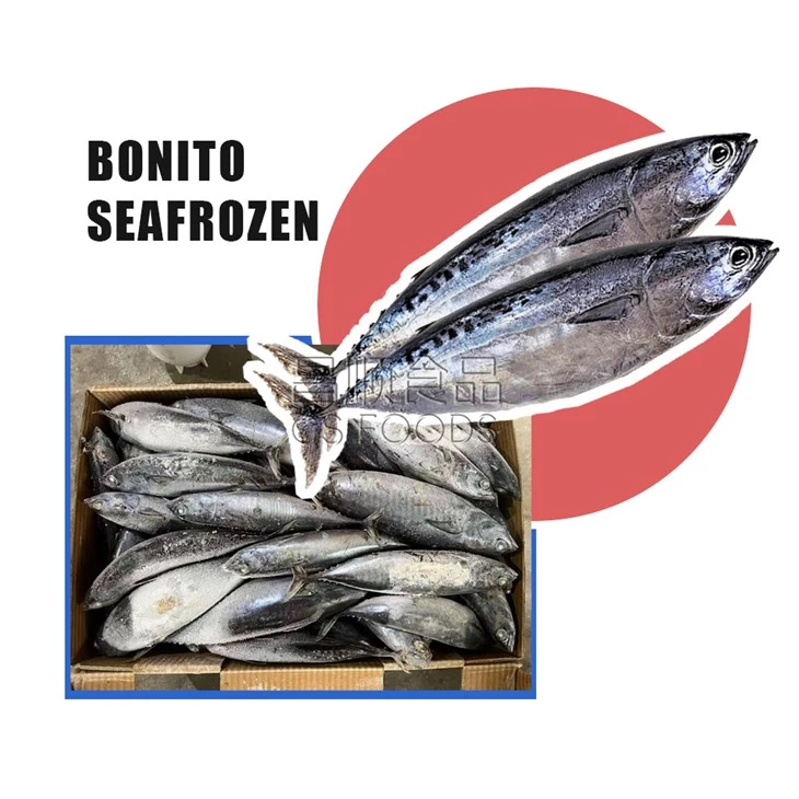 Sea Frozen Bullet Tuna
